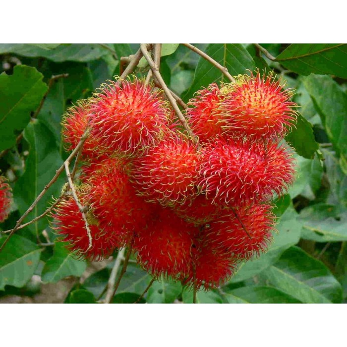 Resep kue rambutan 1 2 kg