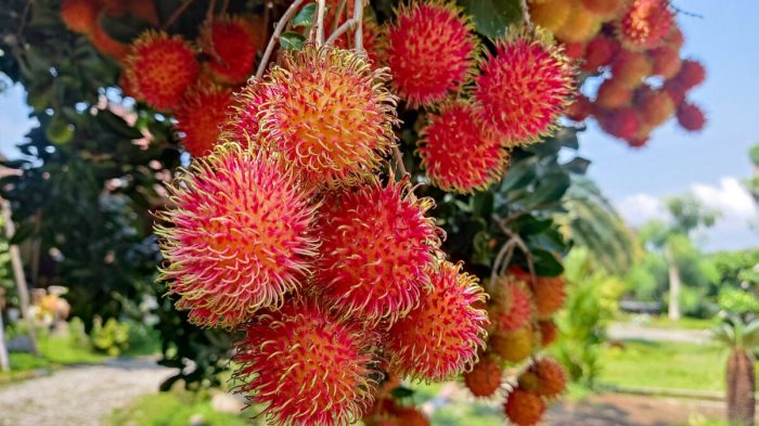 Resep kue rambutan 1 kg